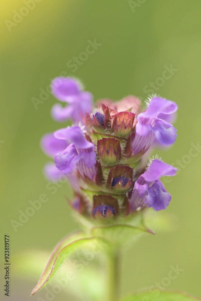 Obraz Self heal flower close up