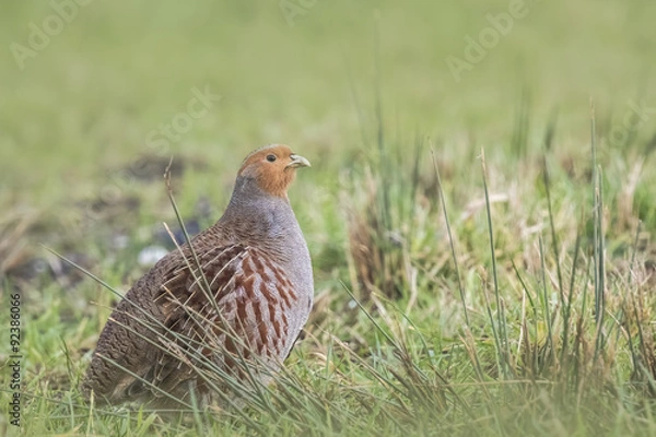 Fototapeta Grey partridge Perdix perdix sphagnetorum