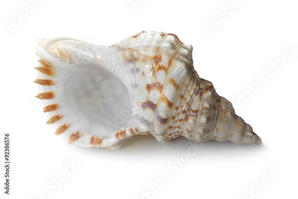Fototapeta Ракушка с тенью, изолят на белом фоне
