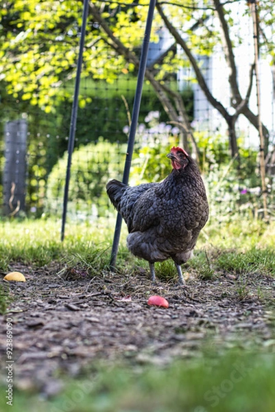 Fototapeta Silverudds Blå
