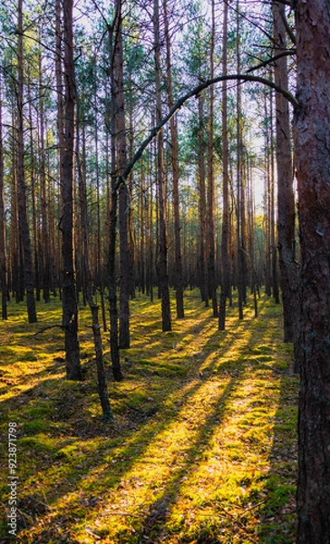 Obraz path in forest