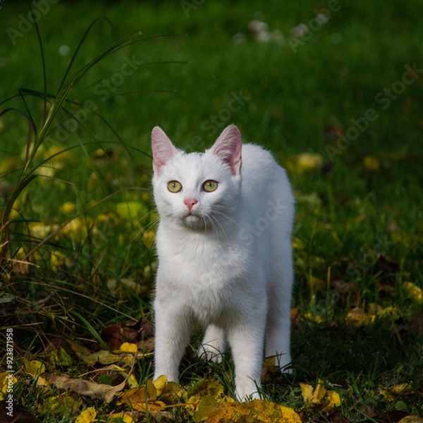 Obraz white cat on the grass