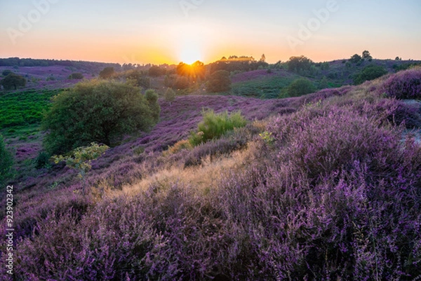 Obraz Heather fields in posbank rhenen.