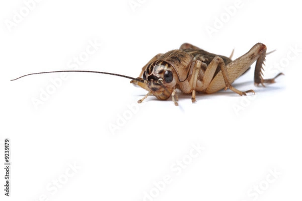 Obraz Brown cricket isolated on white