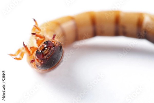 Obraz Mealworm isolated on white background