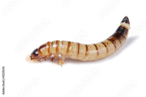 Obraz Mealworm isolated on white background