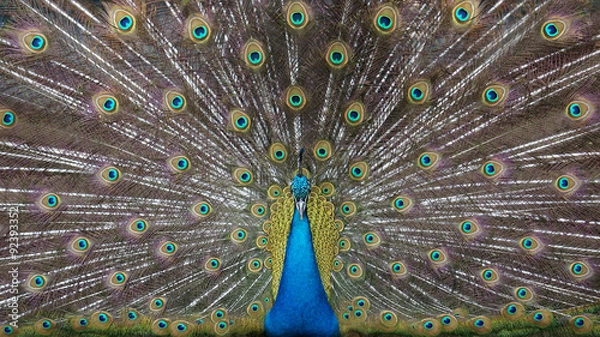 Obraz Blue peacock