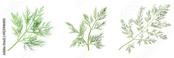 Obraz Macro shot of a fresh green dill sprig, isolated on a white background for clipping
