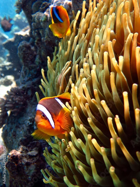 Obraz clown fish and anemone