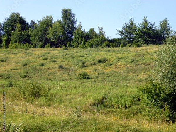 Fototapeta The hill is overgrown with green grass in front of a row of trees