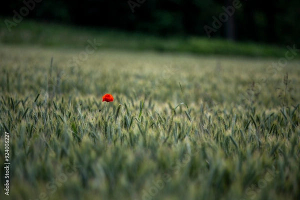 Fototapeta Single red poppy in wheat field at summer dusk