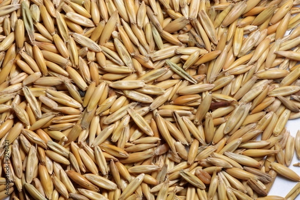 Obraz Oat seeds close-up background texture