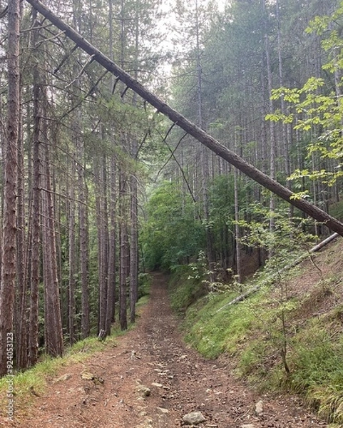 Obraz A dangerous forest