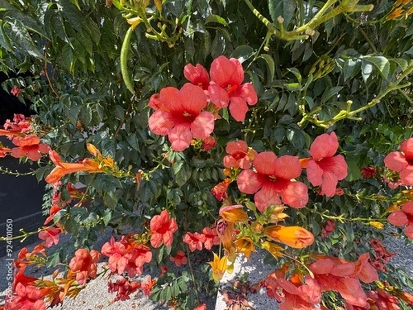Fototapeta Close-up of red Campsis flowers on a background of green leaves. Common name; Campsis radicans, the trumpet vine, yellow trumpet vine, or trumpet creeper or hummingbird vine.