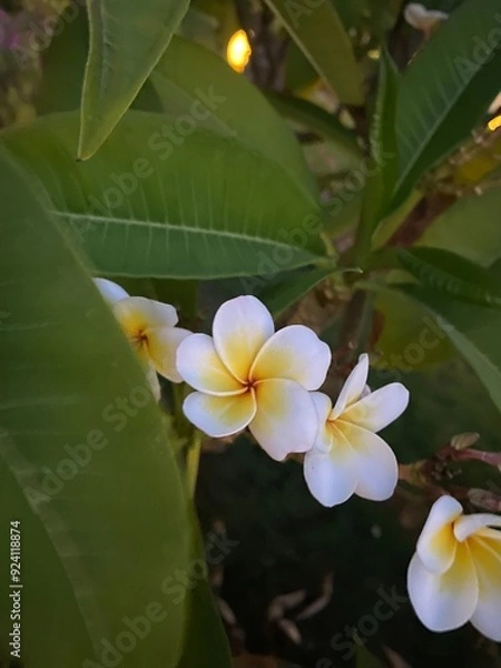 Fototapeta  Frangipani Bloom
