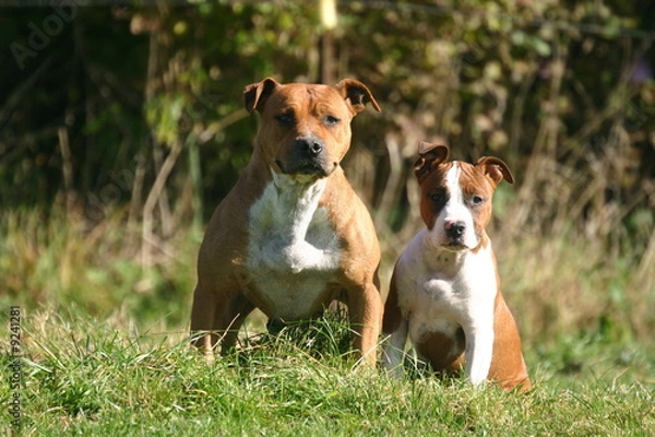 Fototapeta american staffordshire terrier