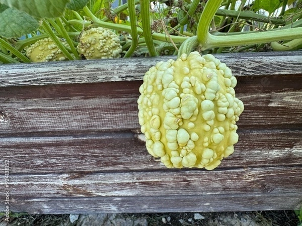 Fototapeta A yellow warty ornamental gourd hangs down from a piece of wood in the garden. A yellow and fresh warty ornamental gourd in an organic home garden.