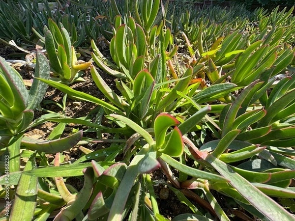 Fototapeta A closeup shot of renkli yapraklı Carpobrotus Edulis in the garden. A ground-creeping plant with succulent leaves. Its common names hottentot-fig, sour fig, ice plant, vygie or highway ice plant.