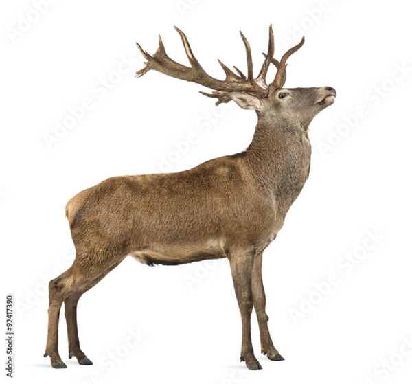 Fototapeta Red deer stag in front of a white background