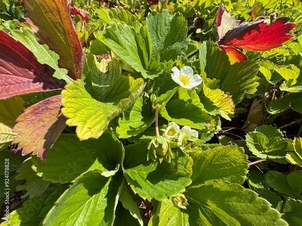 Fototapeta White strawberry flowers with green and red leaves in summer. Strawberry blossom, beautiful white strawberry flowers bloomed in the garden.
