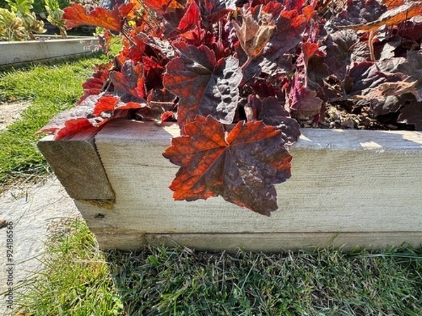 Fototapeta Purple-leaved Heuchera micrantha in the garden. Heuchera micrantha is a species of flowering plant in the saxifrage family known by the common name crevice alumroot, or small-flowered alumroot.