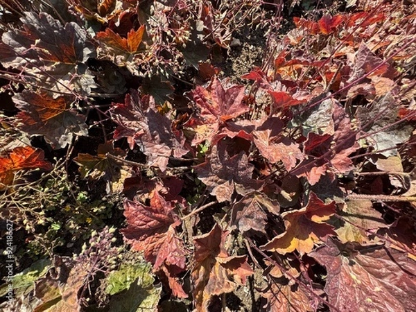 Fototapeta Purple-leaved Heuchera micrantha in the garden. Heuchera micrantha is a species of flowering plant in the saxifrage family known by the common name crevice alumroot, or small-flowered alumroot.