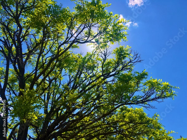 Fototapeta Green tree branches against a rich blue sky. The sun's rays shine through the branches. Spring, summer. Nature and peace.