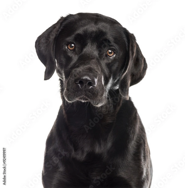 Obraz Close-up of a labrador in front of a white background