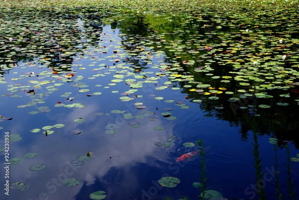 Fototapeta 錦鯉に睡蓮