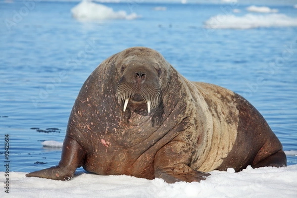 Obraz Krowa morsa na krze