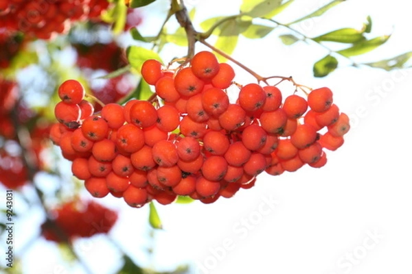 Fototapeta Bright rowan berries on a tree