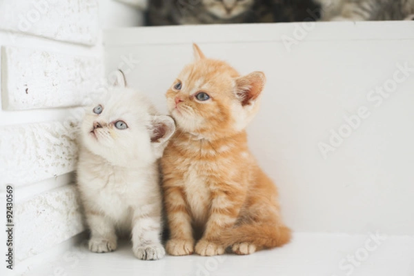 Fototapeta Котята британские рыжий и бежевый