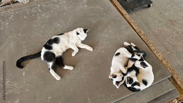 Obraz black and white puppies