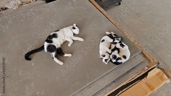 Obraz cat on the roof