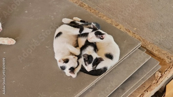 Obraz chihuahua puppy sitting on the floor