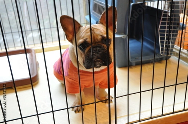 Obraz ケージの中のフレンチブルドッグ