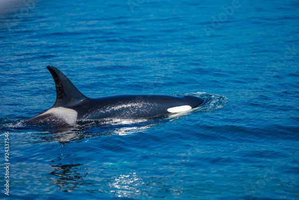 Fototapeta シャチ