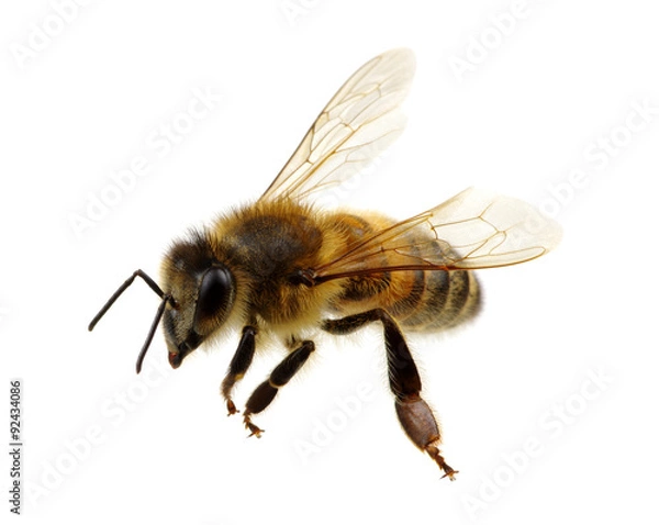 Fototapeta bee