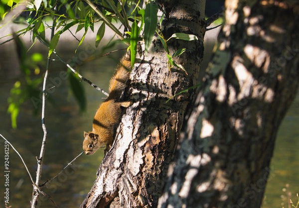 Fototapeta Squirrel climbing through the tree