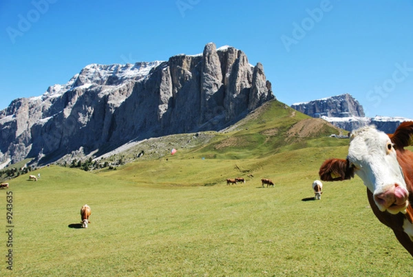 Fototapeta Sfondo vacche