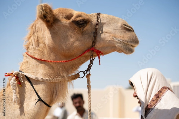 Obraz Racing Camel & Man, Doha Qatar