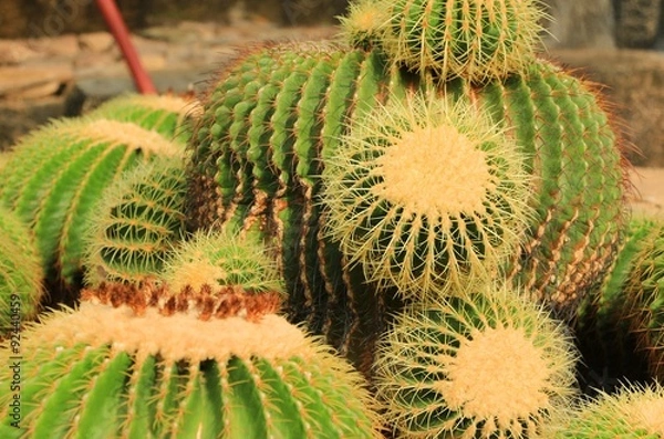 Obraz Cactus closed up view in Summer day
