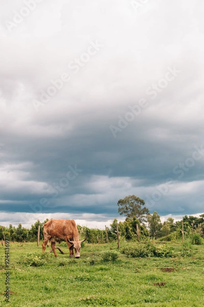 Obraz cows in the field