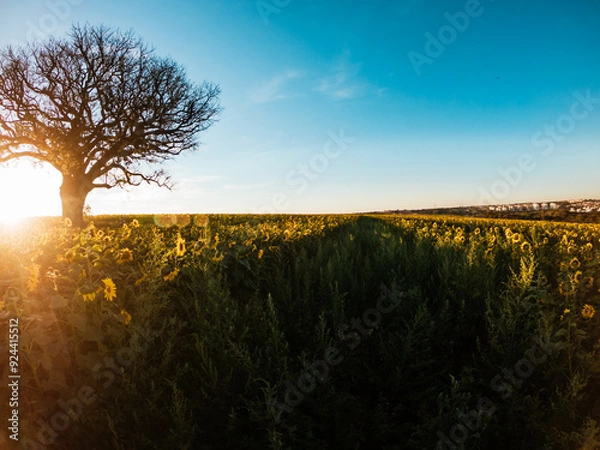 Obraz sunset over the field
