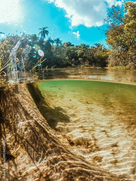 Obraz lake with trees
