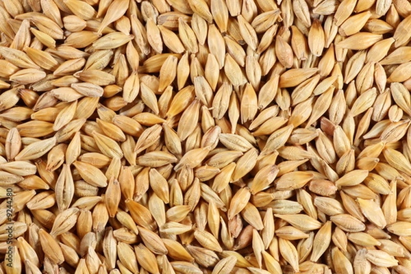 Obraz Barleycorn seeds close-up background texture