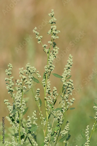 Obraz melde in blüte