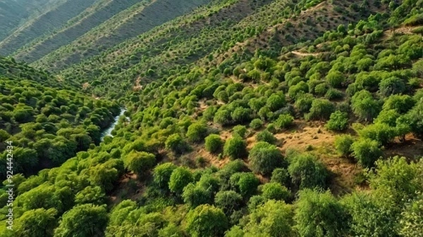 Obraz rows of vines in region