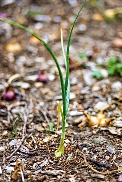 Fototapeta onion in the vegetable patch
