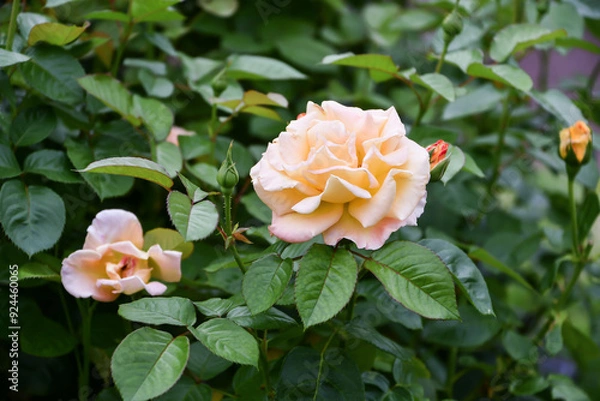 Obraz バラ「モナリザ」